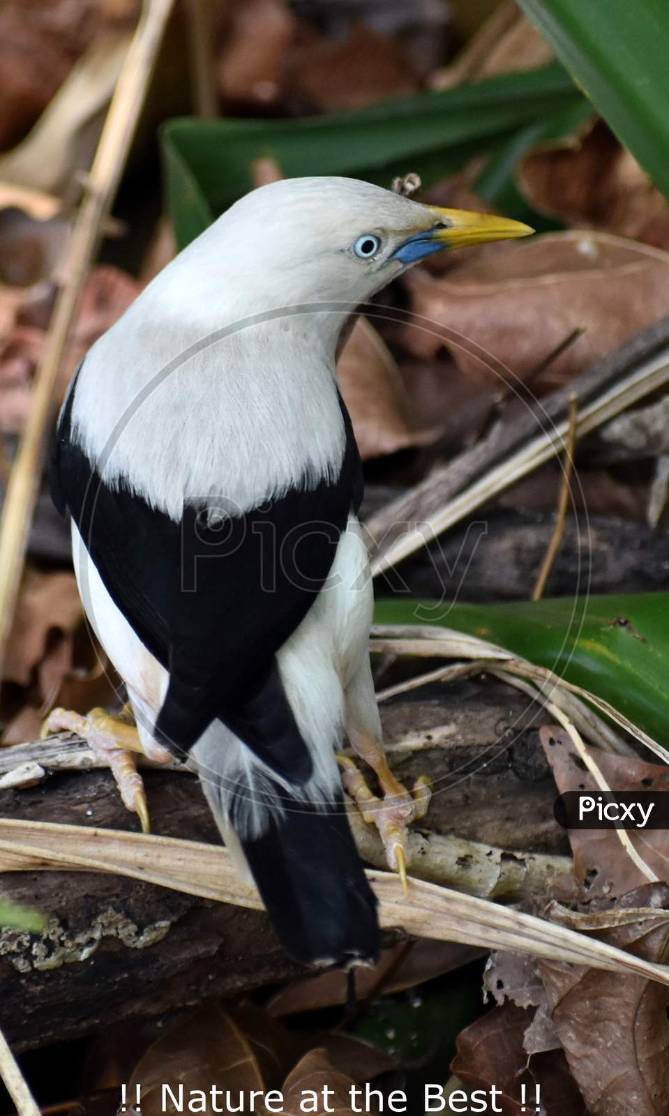 Endemic Species, Andaman White-headed Starling