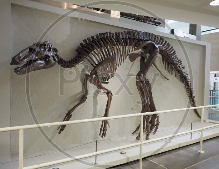 Belfast, Uk - Circa June 2018: Skeleton Of Edmontosaurus Annectens, Erbivore Non Avian Dinosaur, At Ulster Museum