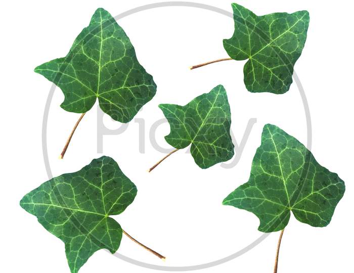 Ivy Hedera Plant Leaf Isolated Over White