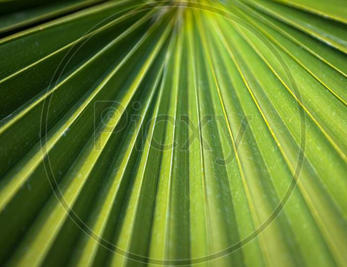 Close-Up Of A Bright Green Leaf Of A Palm Tree Under The Bright Tropical Sun. A Leaf Of A Palm Tree That Looks Like A Folded Sheet Of Paper