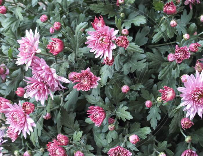 Chrysanthemum Plant (Anthemideae) Pink Flower