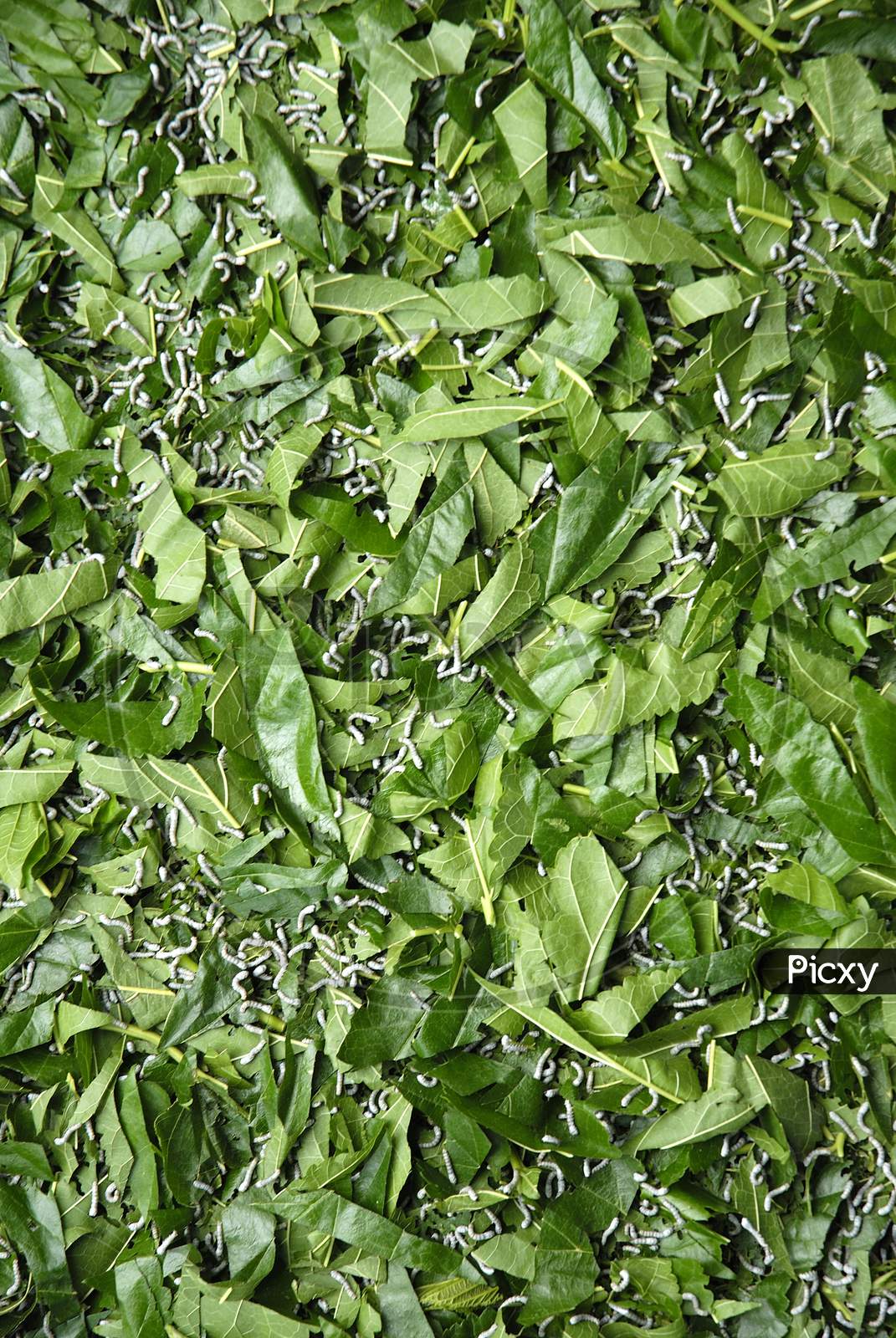 silkworm On Mulberry Leaves