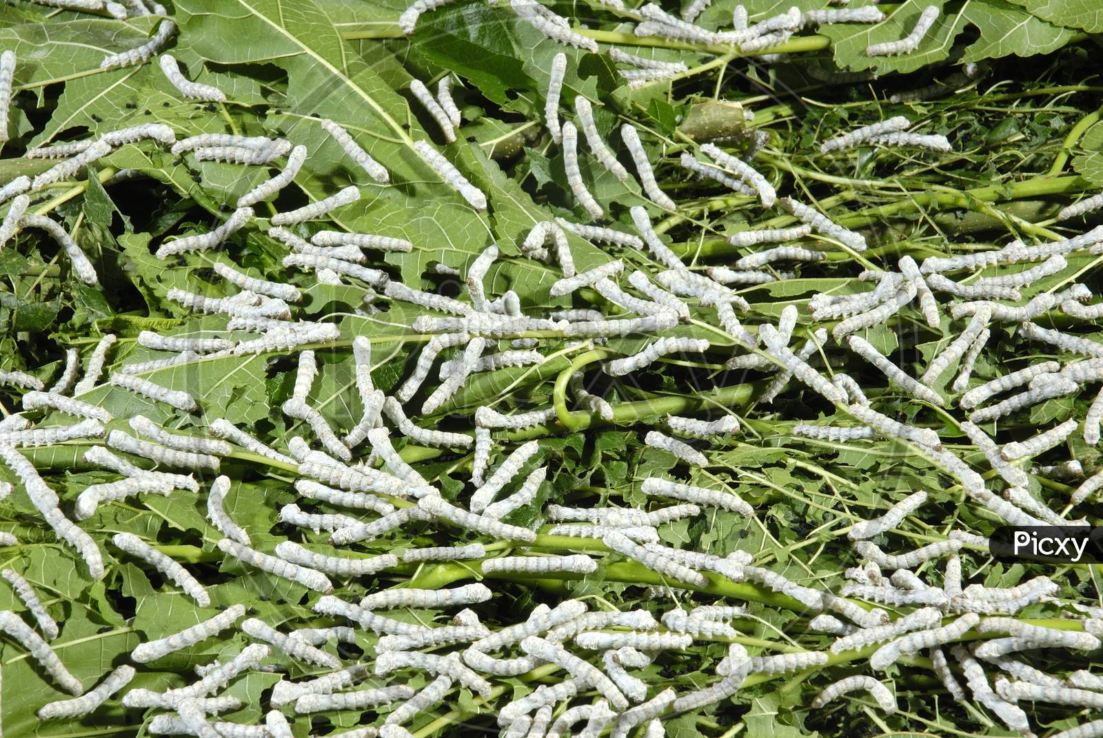 silkworm On Mulberry Leaves