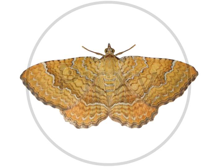 Moth Butterfly Isolated