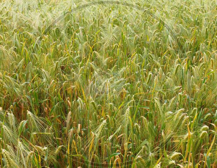 Barleycorn Field Background