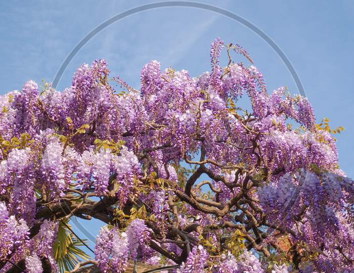 Pink Wisteria Flowers