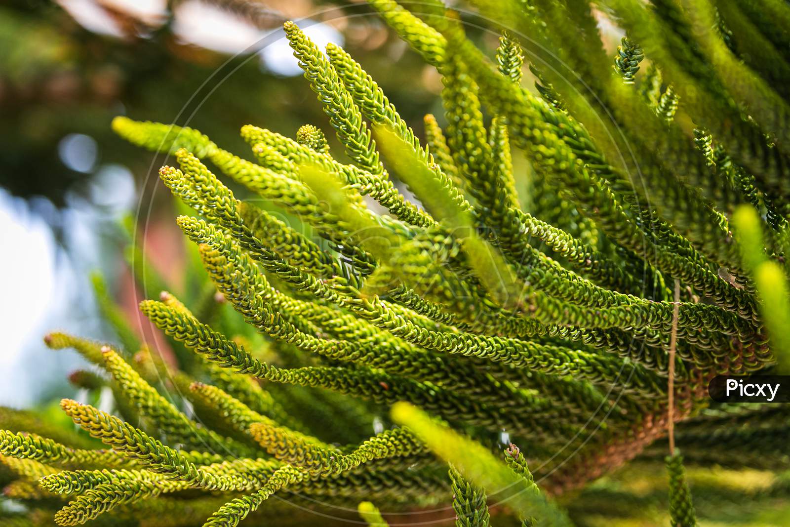 Close Up Of The  Bright Green Young Spruce Branches On A Green Blurred Background, Soft Focus