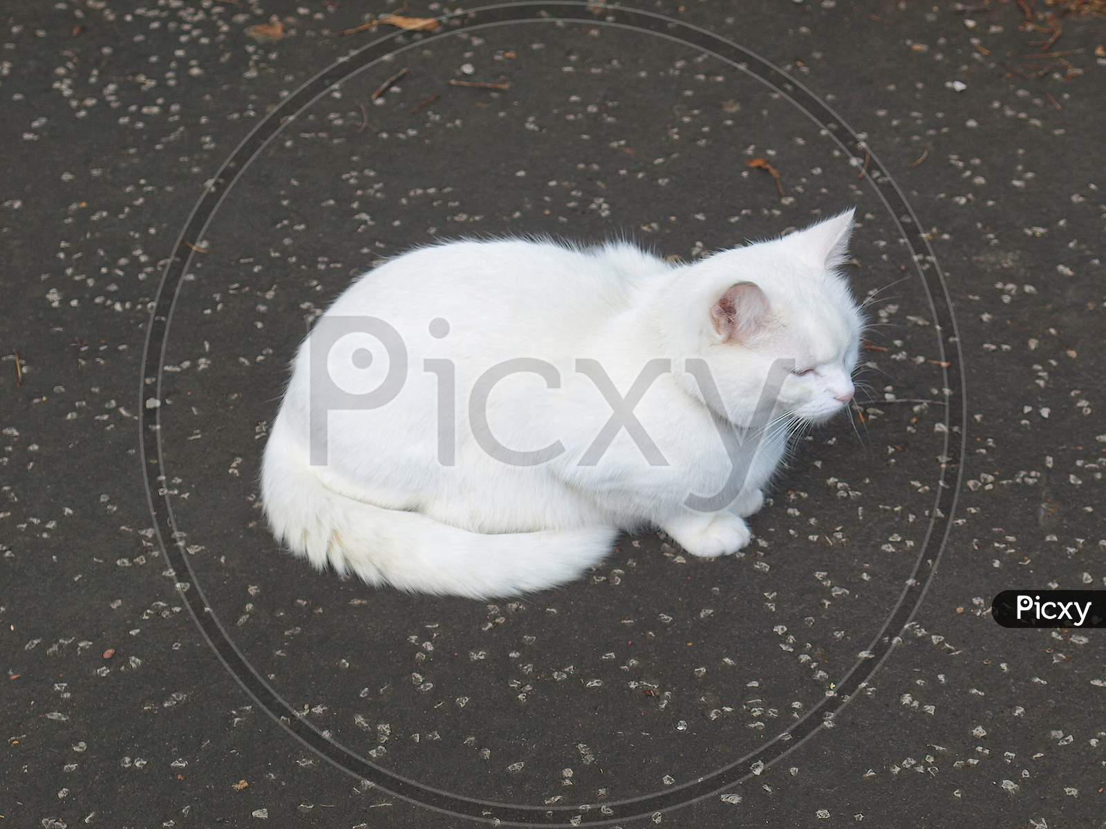 White Cat On Pavement