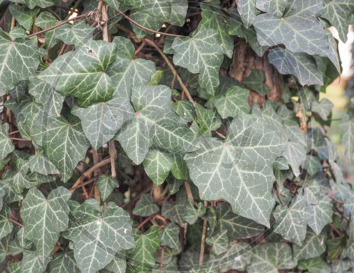 Ivy Leaves Texture