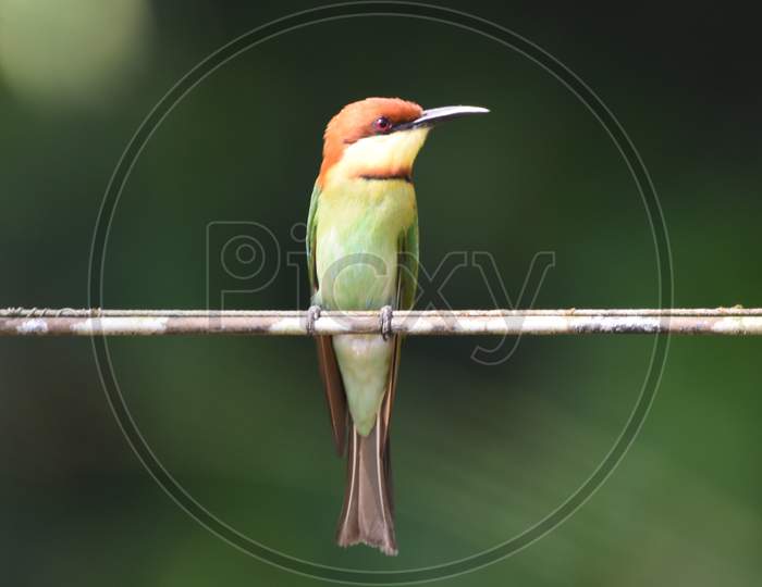 Endemic Subspecies, Nature at the Best, Bee-eater