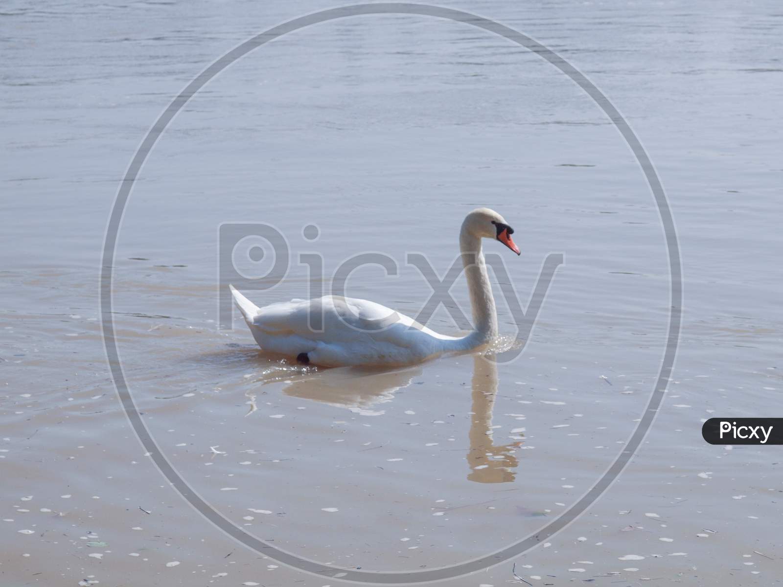 Swan Bird In A Pond