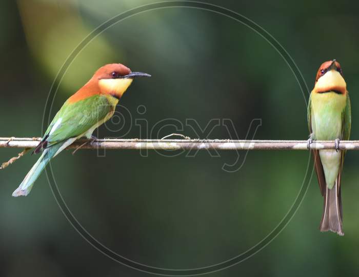 Endemic Subspecies, Andaman Chestnut Headed Bee-eater