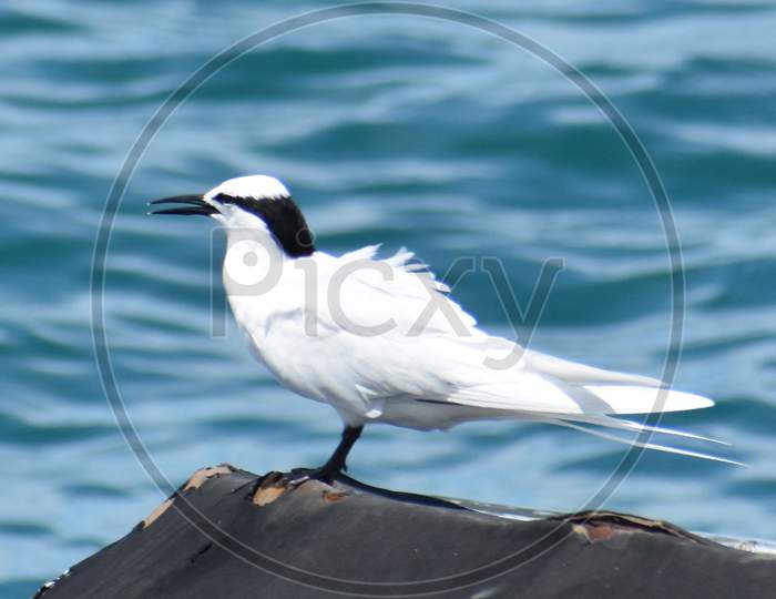 Sea Tern, Nature at the Best