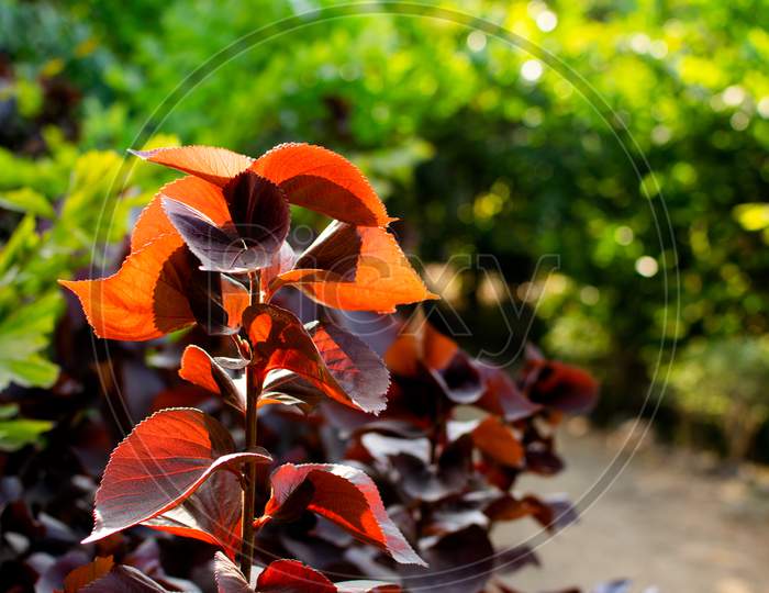 Autumn, Background, Beautiful, Beauty, Bright, Closeup, Color, Colorful, Flower, Foliage, Forest, Garden, Green, Leaf, Natural, Nature, Orange, Outdoor, Park, Plant, Red, Season, Summer, Tree, Yellow