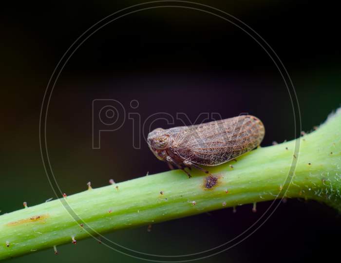 Brown Plant Hopper On The Twig Of The Plant With Black Background. These Planthopper Species That Feeds On Rice Plants. They Feed On Plant Sap.