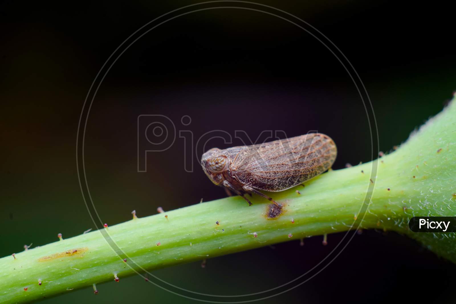 Brown Plant Hopper On The Twig Of The Plant With Black Background. These Planthopper Species That Feeds On Rice Plants. They Feed On Plant Sap.