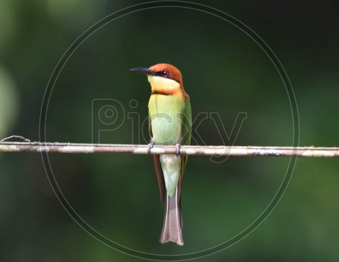 Endemic Subspecies, Bee-eater, Nature at the Best