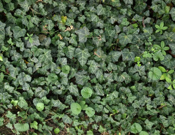 Ivy Leaves Background