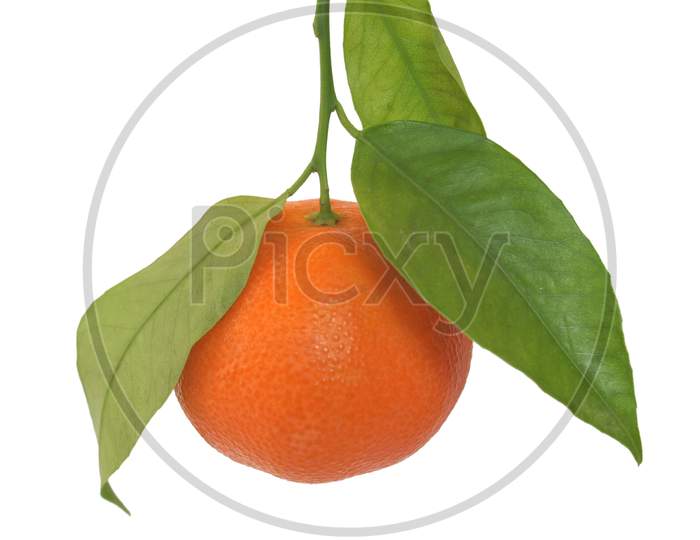 Tangerine Fruit Isolated