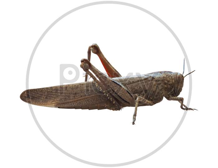Grasshopper Insect Animal Isolated Over White