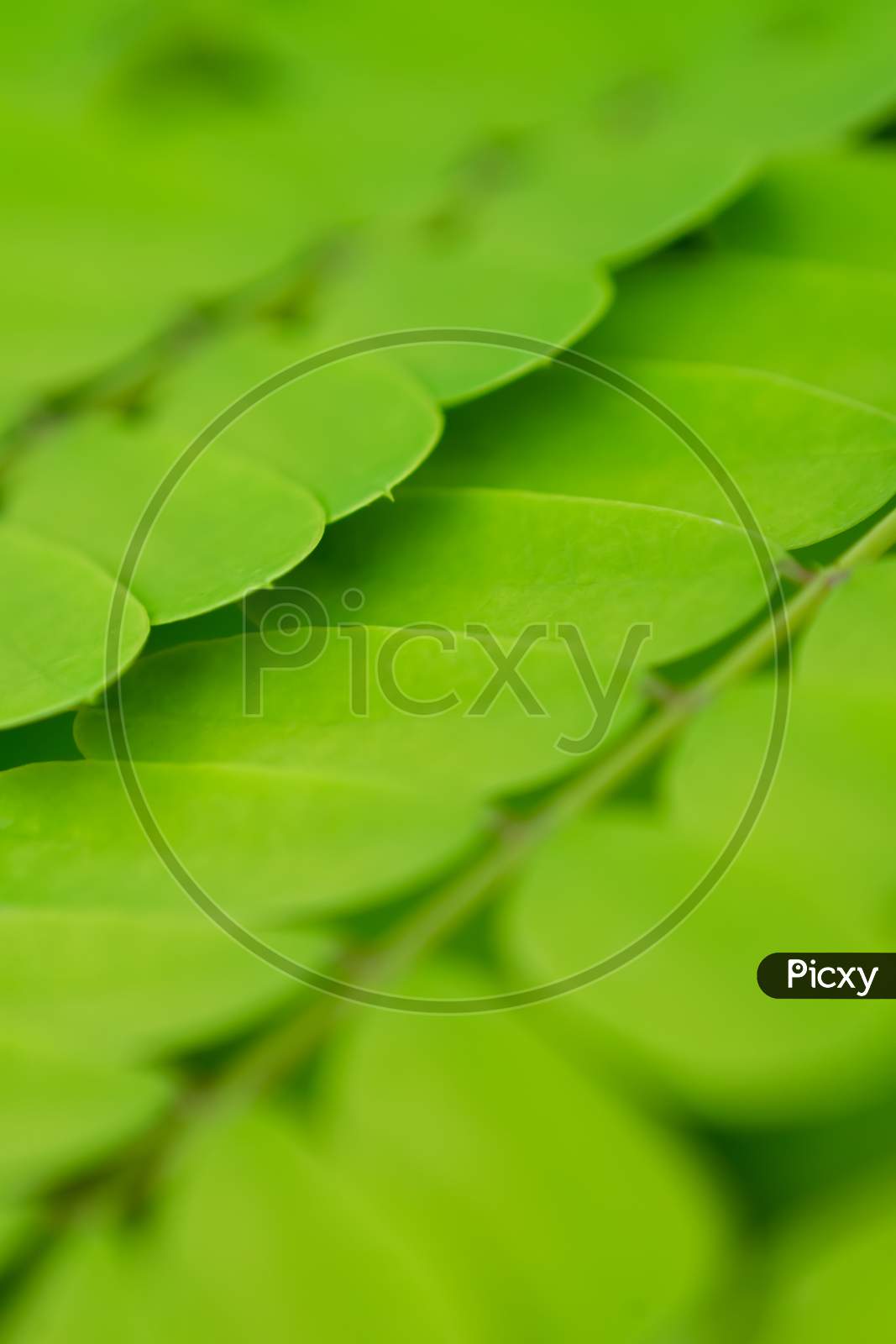 Background Of Green Leaves Close Up With Selective Focus.