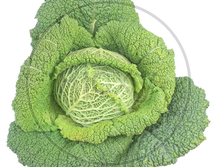 Green Cabbage Isolated