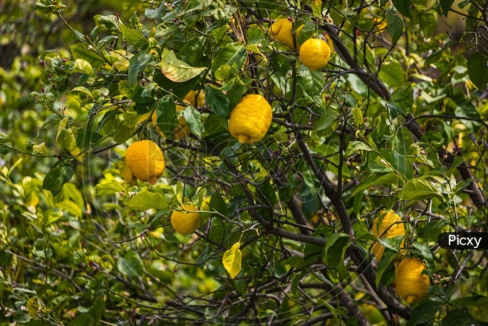 Close-Up Beautiful  Tree With Yellow  Large Lemon  Surrounded By Many Bright Green Leaves, Soft Focus