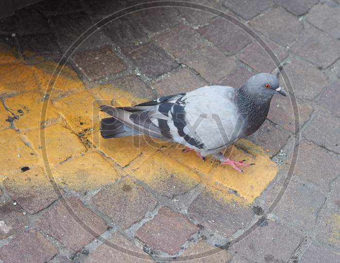 Domestic Pigeon Bird Animal
