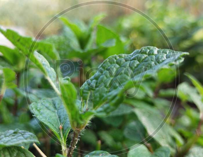 Mint plant green leaves