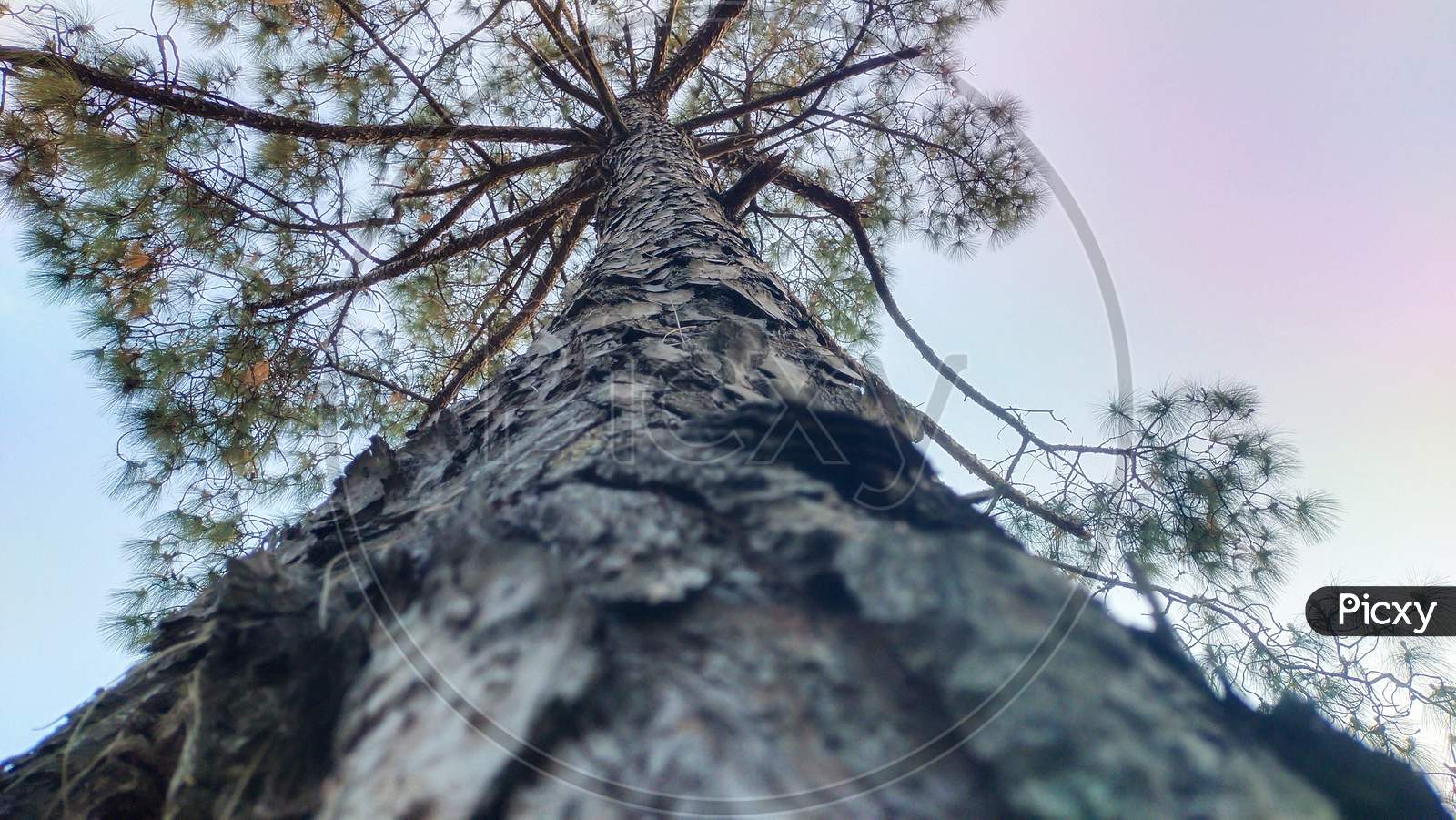 A long pine tree