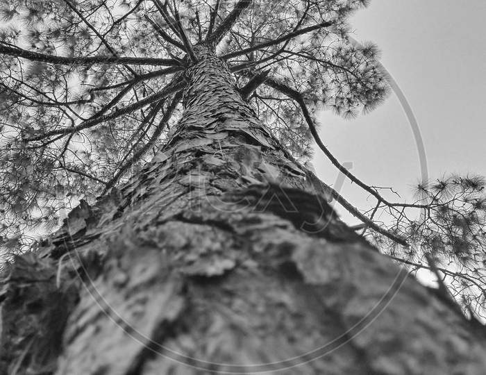 Black and white picture of a pine tree