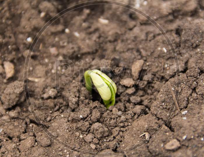Close-Up Of Seeds Germinating In Spring And Fall.