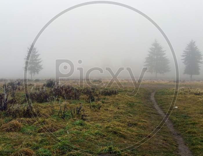 Wide Angle Shot Of A Trees Covered In Mist During Foggy Morning And A Path Formed In Between Green Grass Meadow Field With Nobody. Winter Weather.