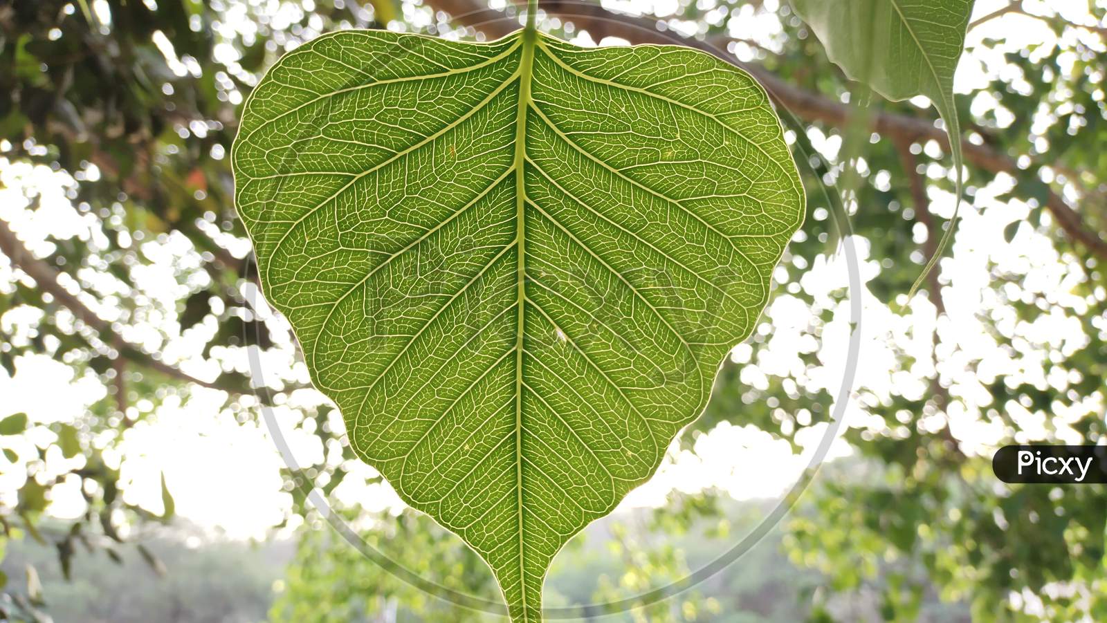 Green peepal tree leaves