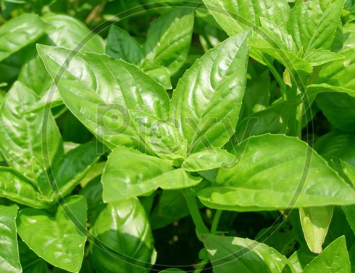 Green Basil Plant