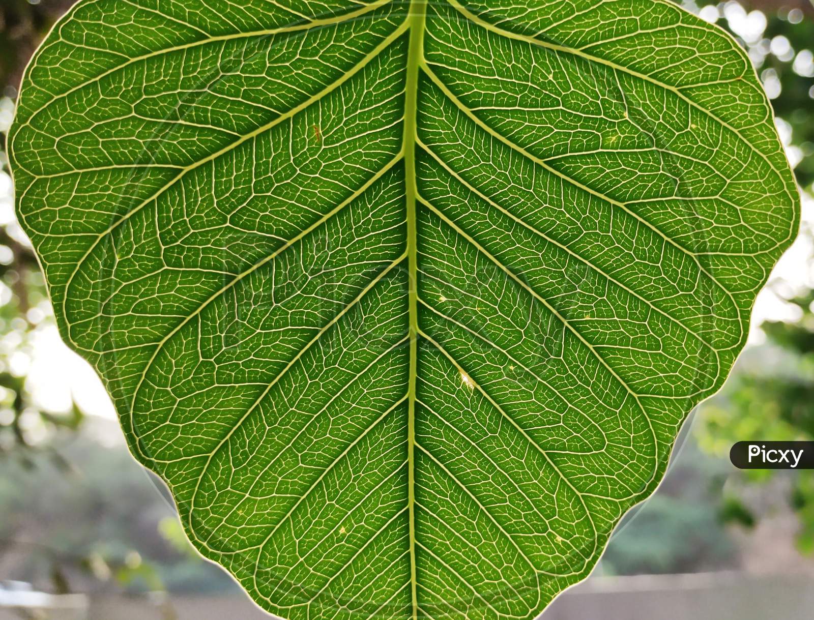 Peepal leaves or bodhi leave