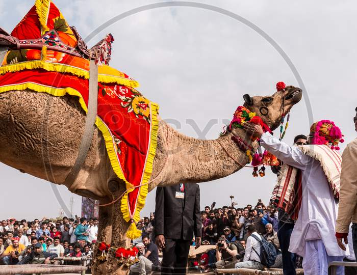 Colorful Camel dancing at Camel festival in Bikaner