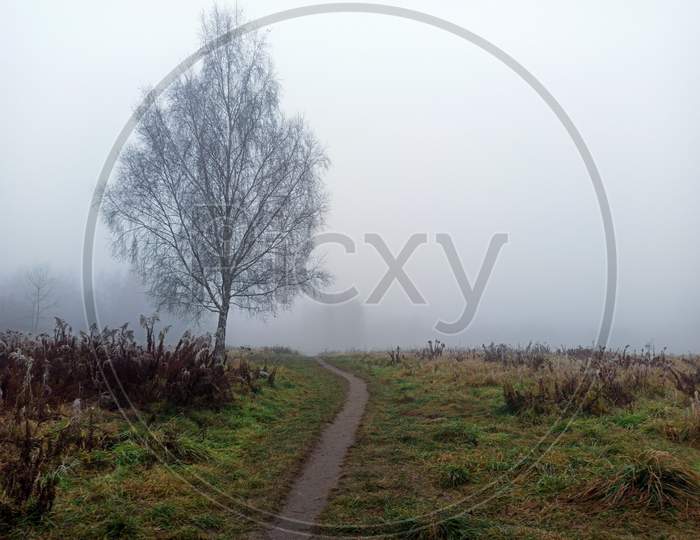 Wide Angle Shot Of A Huge Tree Covered In Mist During Foggy Morning And A Path Formed In Between Green Grass Meadow. Nobody. Winter Weather.