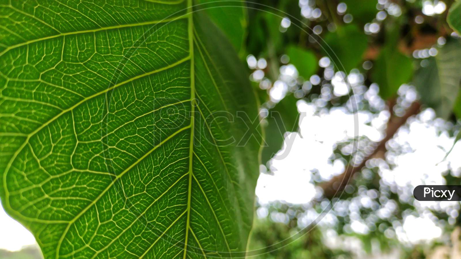 Peepal leaf or bodhi leave