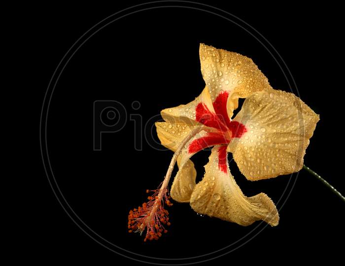 Yellow Hibiscus Flower With Waterdrops On Black Background