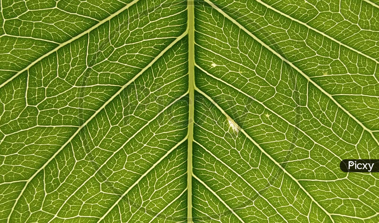 Macro photograph of a green colour peepal leaf