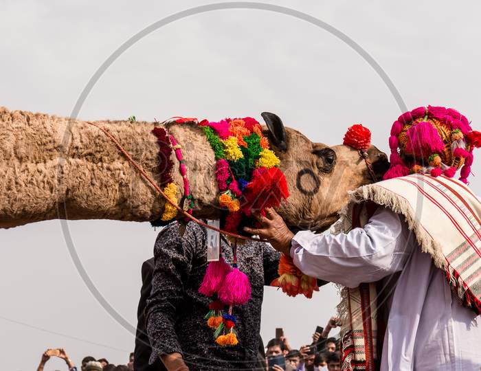 Colorful Camel dancing at Camel festival in Bikaner