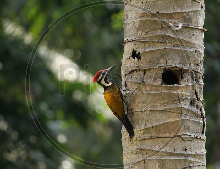 Woodpecker on a cocunut tree in Kottayam, Kerala, India