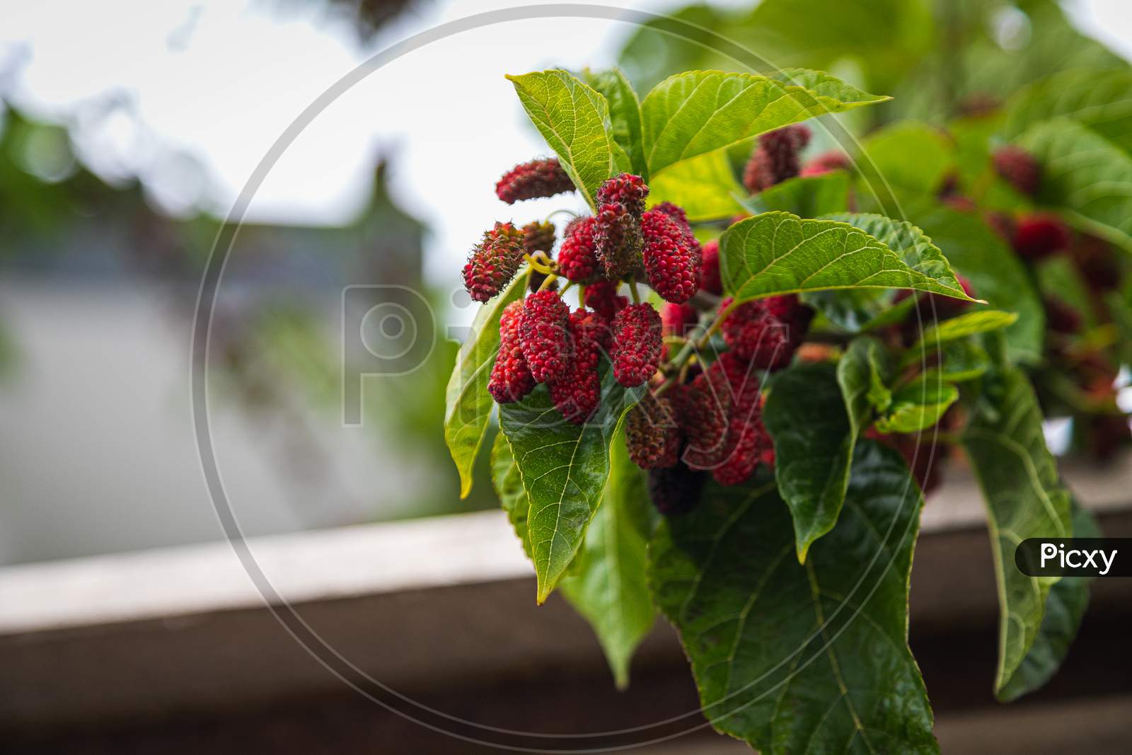 Close-Up Beautiful  Tree With  Red Large Blackberries,Mulberry Berry    Surrounded By Many Bright Green Leaves, Soft Focus