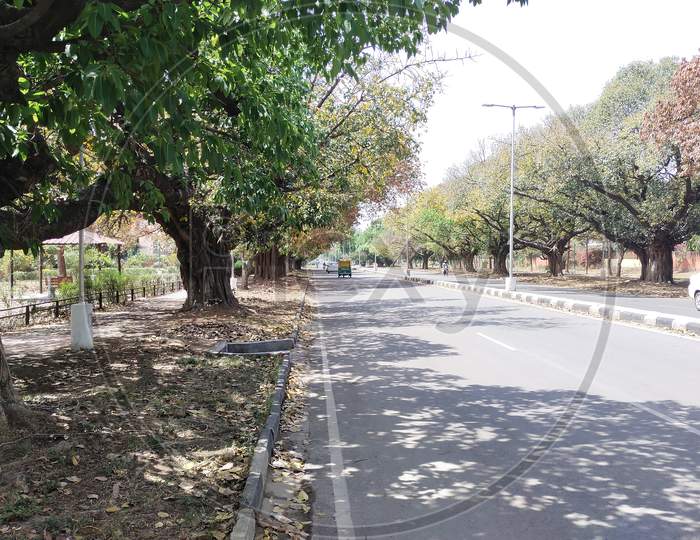 A road along with trees in Chandigarh