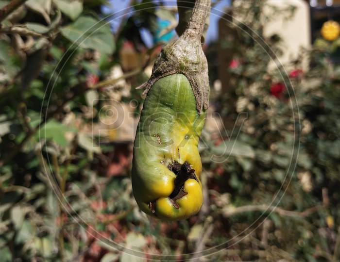 A rotten brinjal on a plant