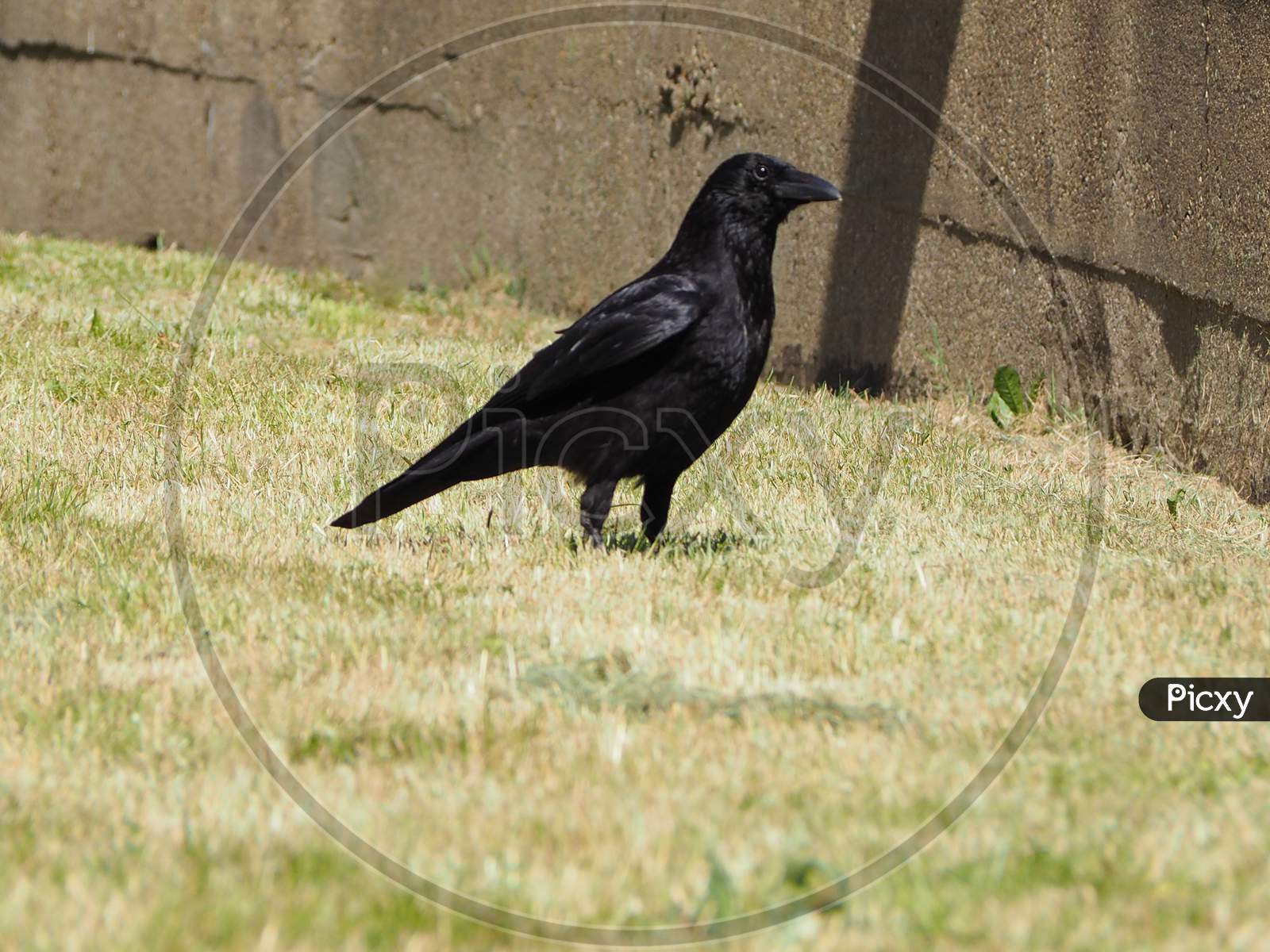 Black Crow Bird