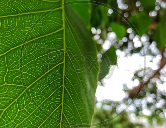 Peepal leaf or bodhi leave