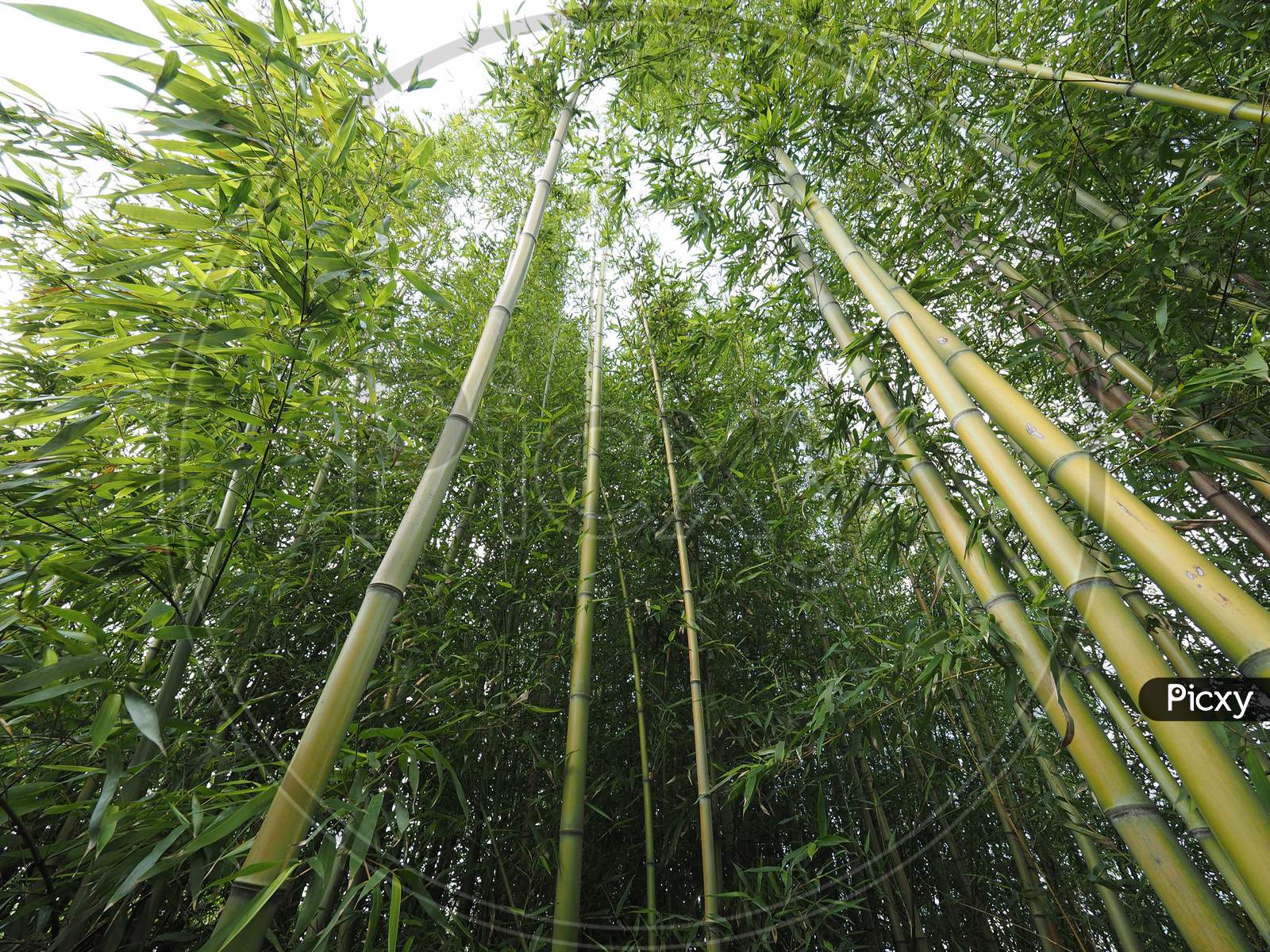 Bamboo Tree Perspective