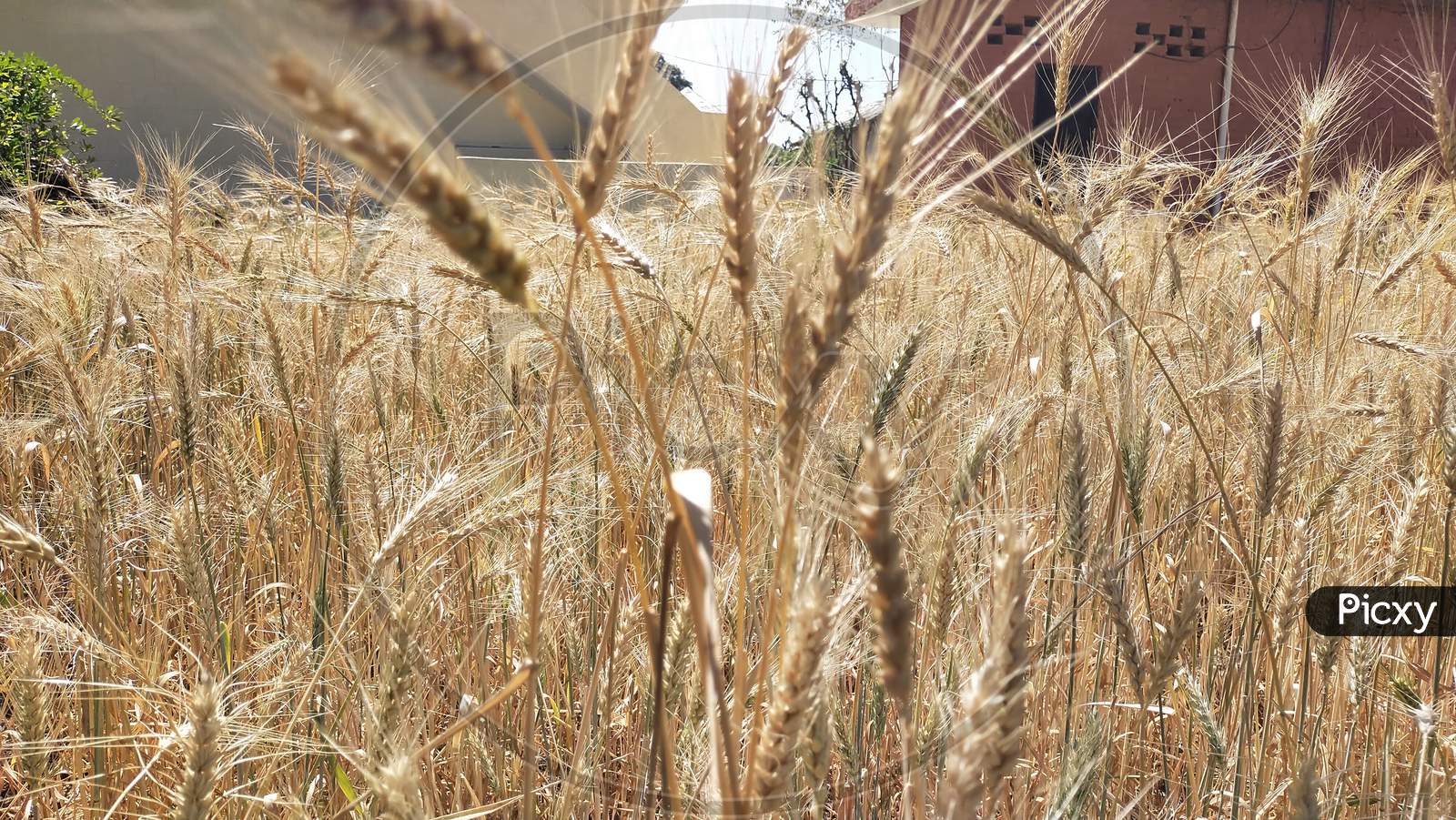 Wheat crop field golden colour